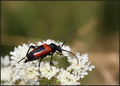 Stictoleptura …