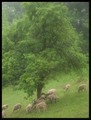 sheep and rain…