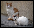 ... double cat…
