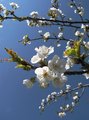 trešnjin cvije…