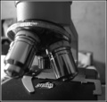 mikroskopiae..…