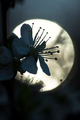 moonlight sere…