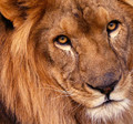 Kralj lavova