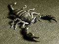 škorpion