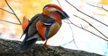Mandarinka