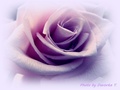 Ljubičasta ruž…