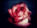 Ruža za tebe..…