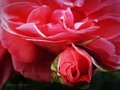 Ruža i pupolja…