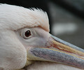 pelikanov pogl…