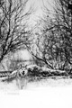 Pas na snijegu