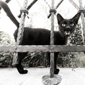 Crni mačor