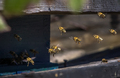 pčelice male r…