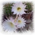 Kaktus cvijeće