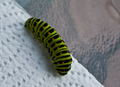 CATerpillar