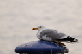 Galeb