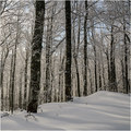 Zima u šumi