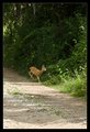 Macro Bambi