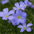 Plavo cvijeće …