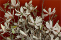 Lažna magnolij…