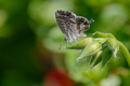 Pelargonijin p…