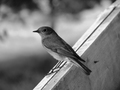 usamljena ptič…
