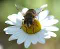 makro pčela