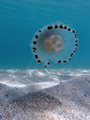 Kompas meduza …