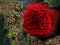 Crvena moruzgv…