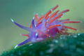 Flabellina isc…