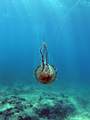 Kompas meduza …