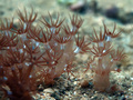 Trnoviti koral…
