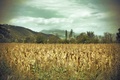 zemlja kukuruz…