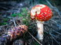 Red Mushroom o…