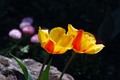 šareni tulipan…