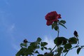 ...zadnja ruža…