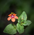 Cvet iz prirode