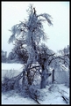 stablo