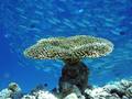 Buket koralja