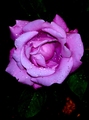 lila ruza