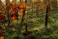 jesen u vinogr…