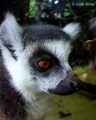 lemur :)