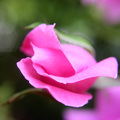 Macro rose pup…