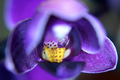 Orhideja Macro…