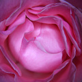 Rose - meko