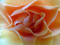 Rose - vrtna