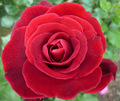 rose ii