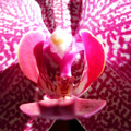 Orhideja macro