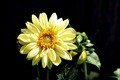 Cvijetak žuti