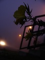 Cvjetic u magl…