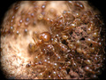 mravinjak